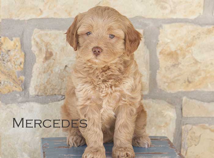 mercedes from annie and finn week 6