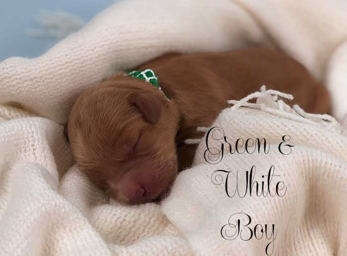 Green White Boy from Tallulah and Finn week 1