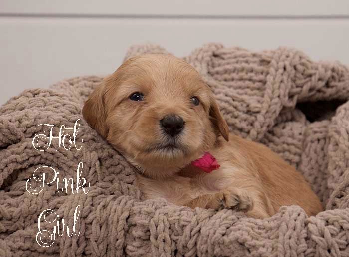 Hot Pink Girl from Tallulah and Finn week 3