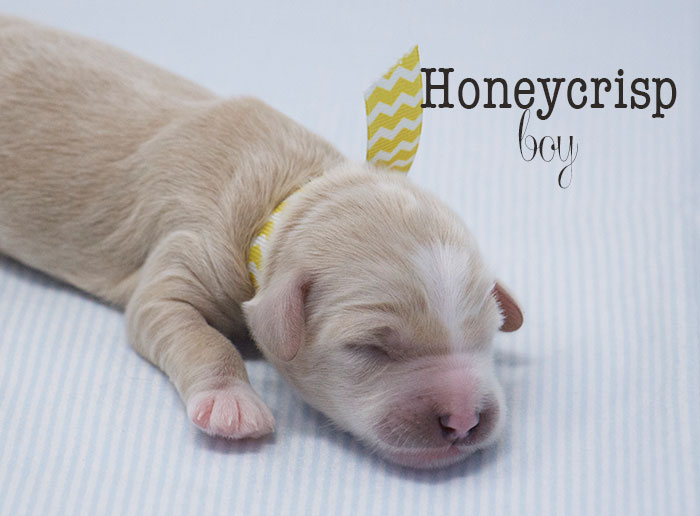 Honeycrisp from Lizzie and Rhodie week 1