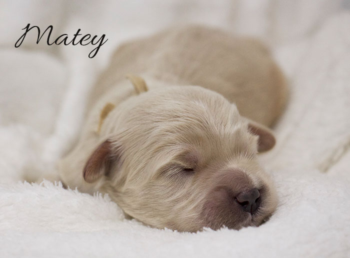 Matey from Jules and Rhodie week 1