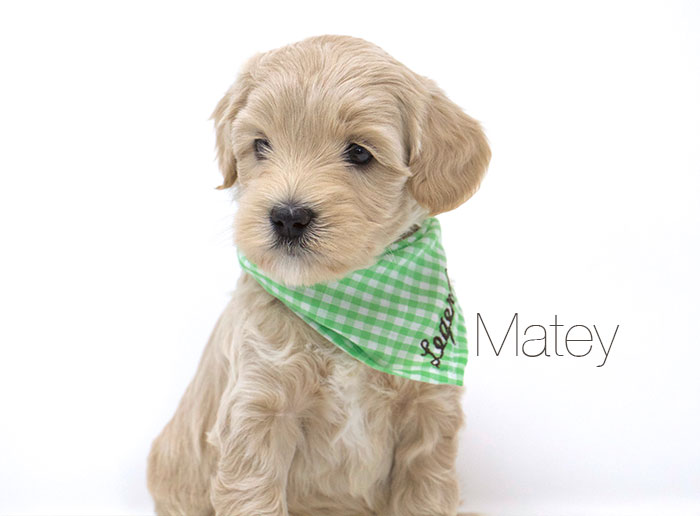 Matey from Jules and Rhodie week 5