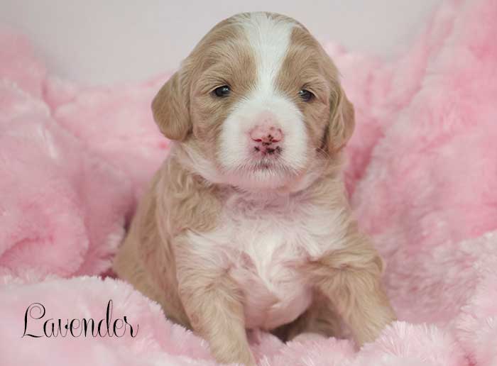 Lavender Girl from Katie and Rhodie week 3