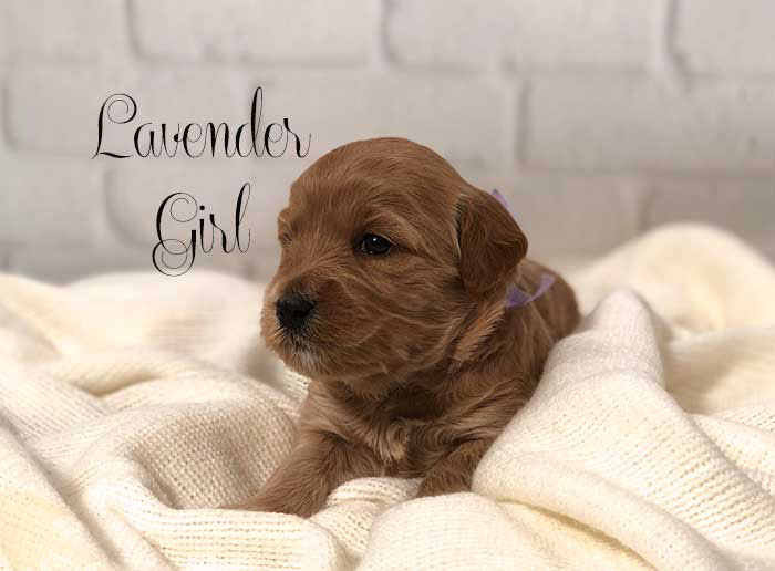 Lavender Girl from Rosie and AJ week 3