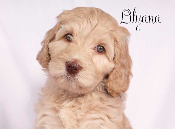 Lavender Girl from Lola and AJ week 7