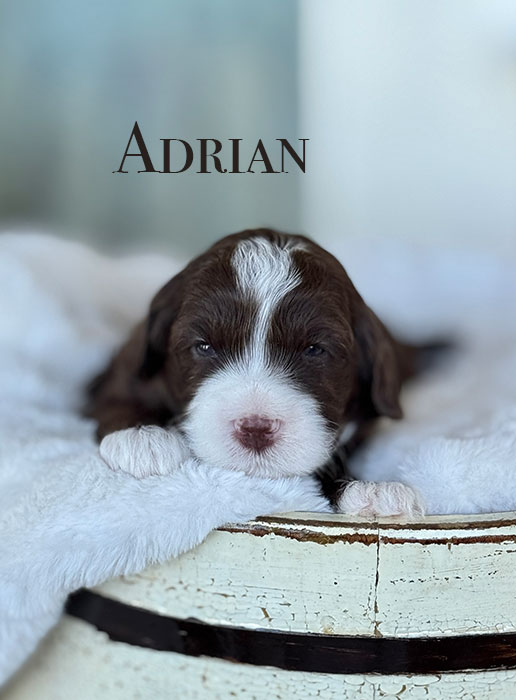 Adrian from roux and rocky week 3