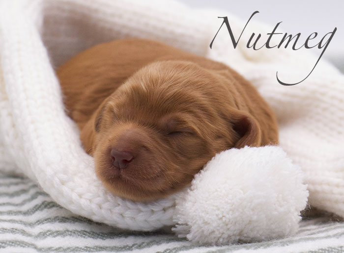 Nutmeg from Parker and Remi week 1