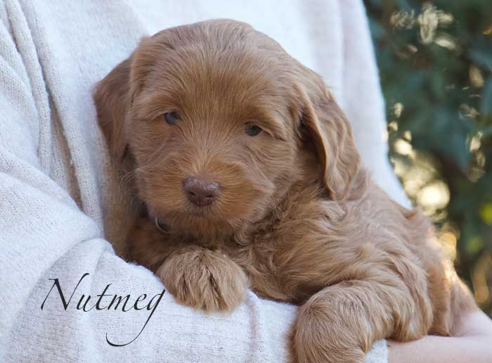 Nutmeg from Parker and Remi week 5