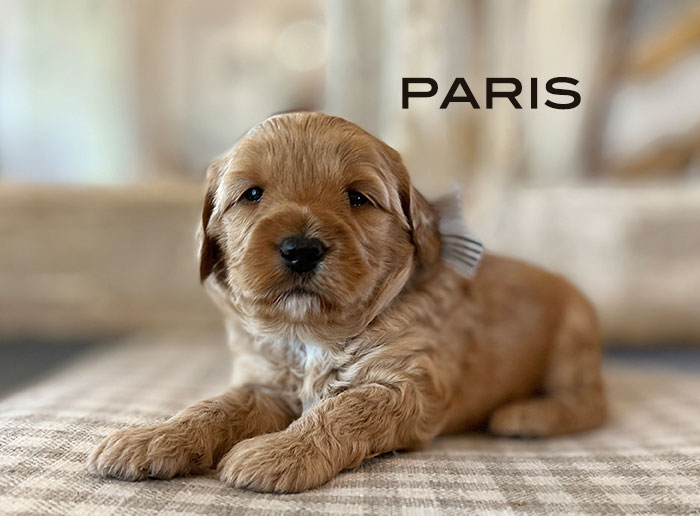 Paris from izzy and Flirt week 3