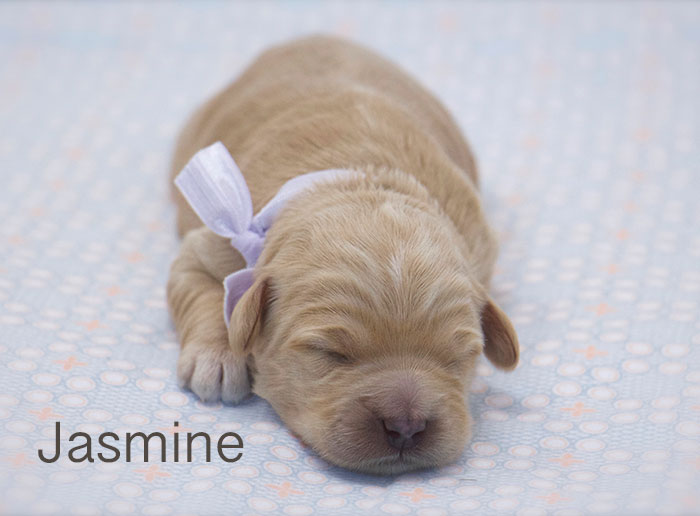 Jasmine from Tallulah and Rhodie week 1