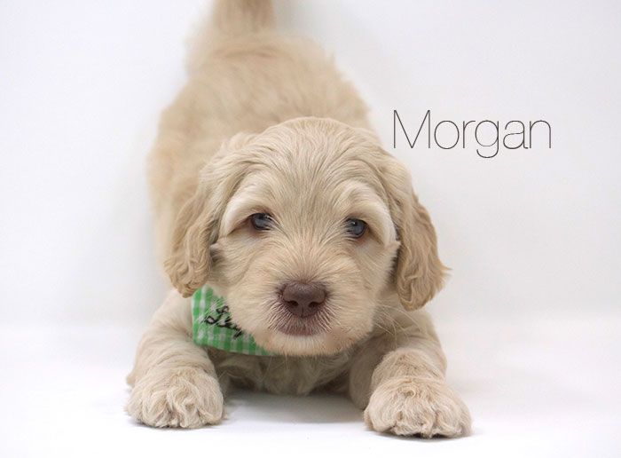 Morgan from Jules and Rhodie week 5