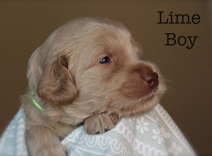 Lime Boy from Lola and AJ week 3