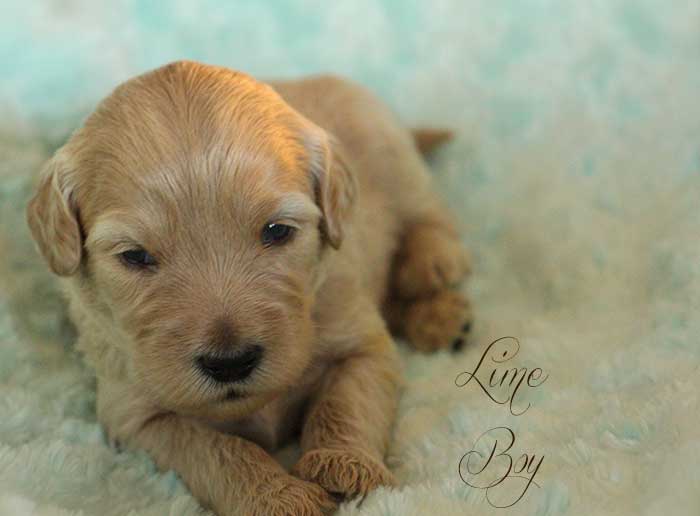 Lime Boy from Tallulah and AJ week 3