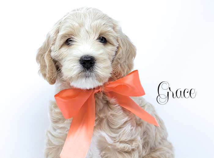 Lime Girl from Katie and Rhodie week 7