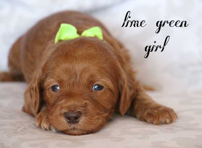 Lime Green Boy from June and Flicker week 3