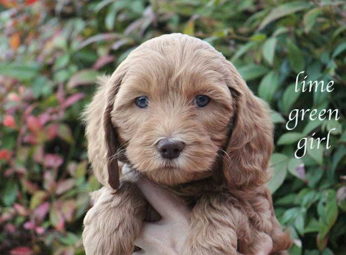 Lime Green Boy from June and Flicker week 7