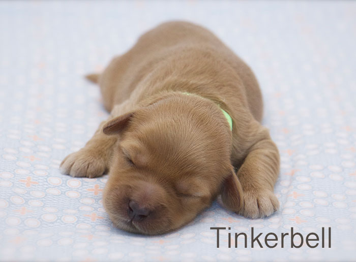 Tinkerbell from Tallulah and Rhodie week 1