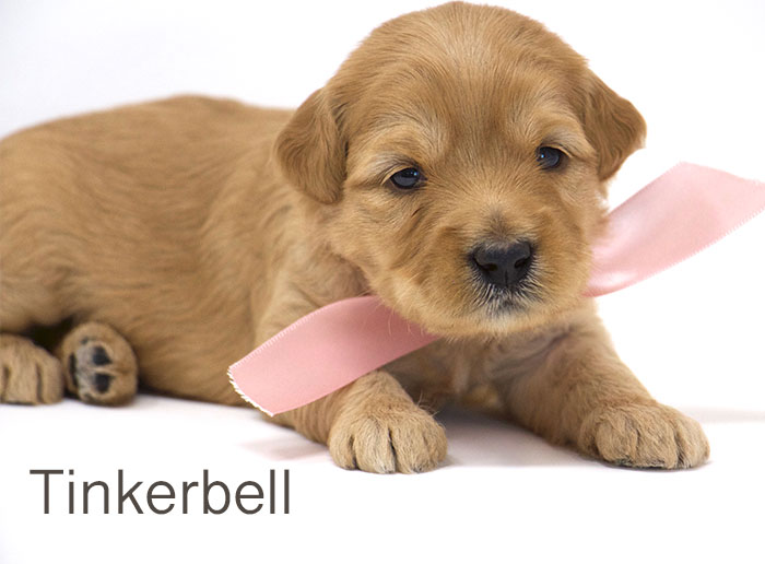 Tinkerbell from Tallulah and Rhodie week 3