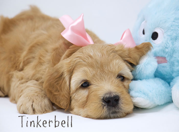 Tinkerbell from Tallulah and Rhodie week 5