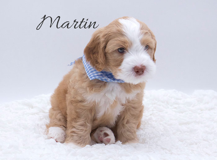 martin from penny and rhodie week 5