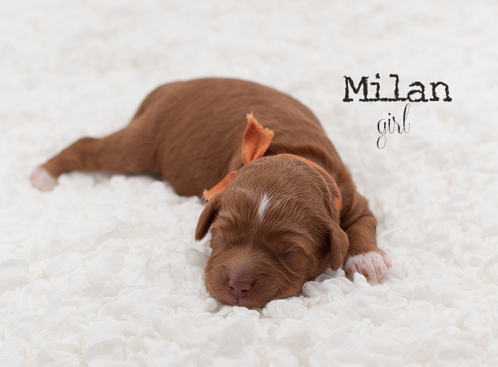 Milan from London and Finn week 1