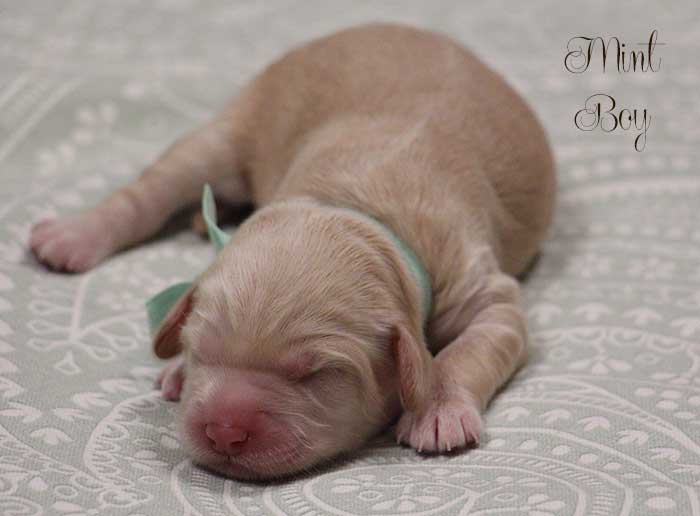 Mint Boy from Lola and Skeeter week 1