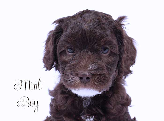 Mint Boy from Lizzie and Dutch week 6