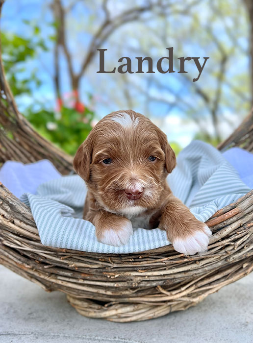 Landry from roux and rocky week 3