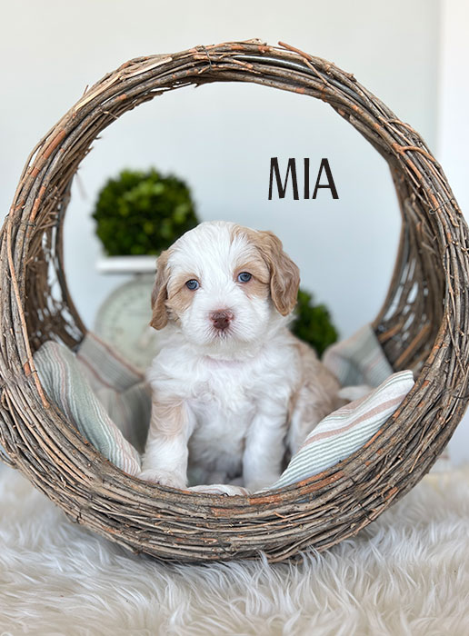 mia from libby and boots week 5