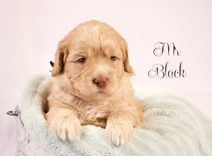 Mr. Black from Lola and Skeeter week 4