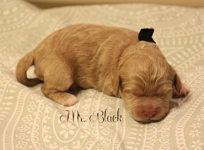 Mr. Black from Georgy and AJ week 1