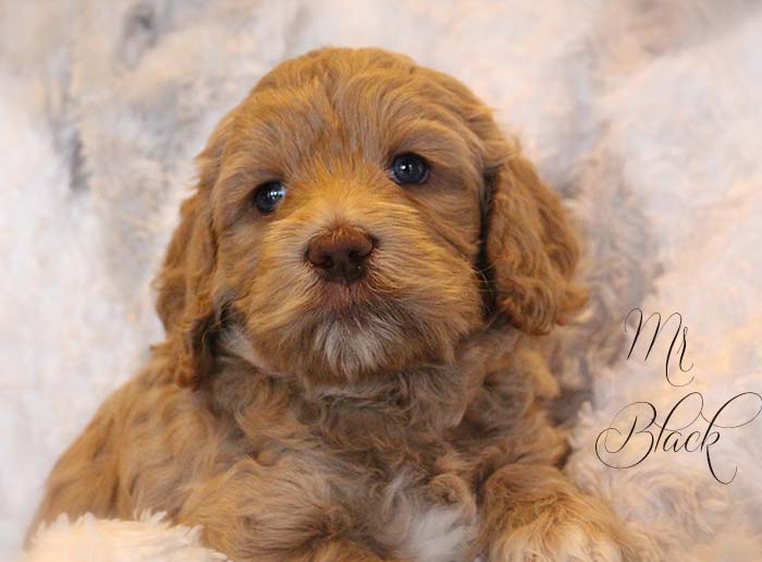 Mr. Black from Georgy and AJ week 5