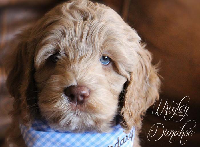 Mr. Black from Georgy and AJ week 7