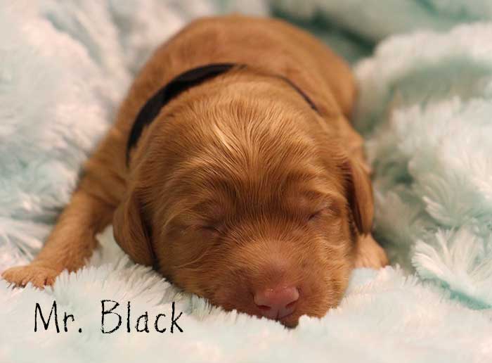 Mr. Black from Georgy and Ben week 1