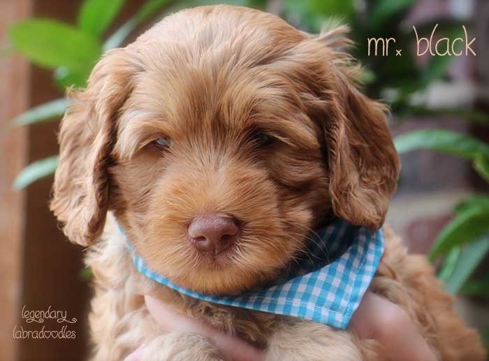 Mr. Black from Georgy and Ben week 5