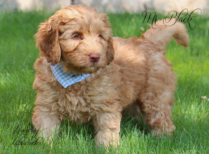 Mr. Black from Georgy and Ben week 7