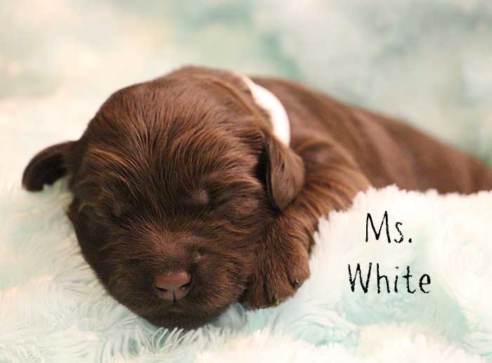 Ms. White from Georgy and Ben week 1