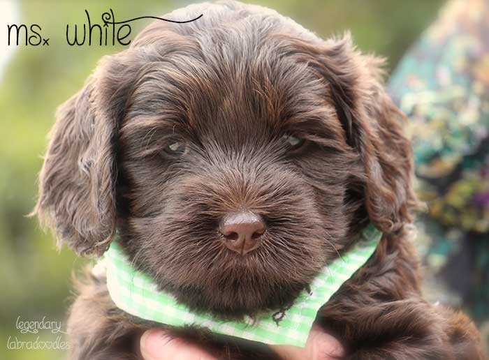 Ms. White from Georgy and Ben week 5