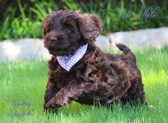 Ms. White from Georgy and Ben week 7