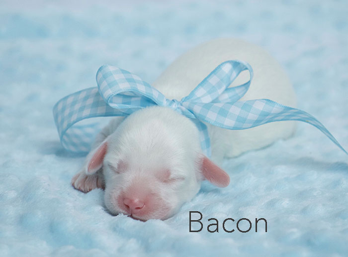 Bacon from london and rhodie week 1