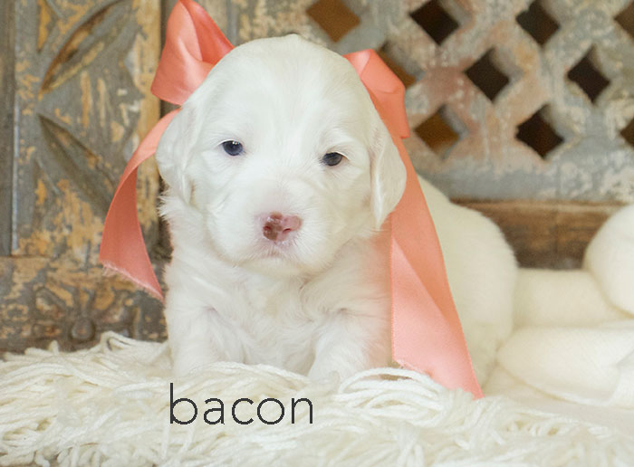 Bacon from london and rhodie week three