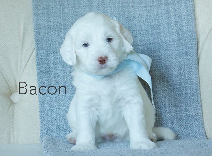 Bacon from london and rhodie week five