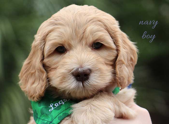 Navy Blue Boy from June and Flicker week 6