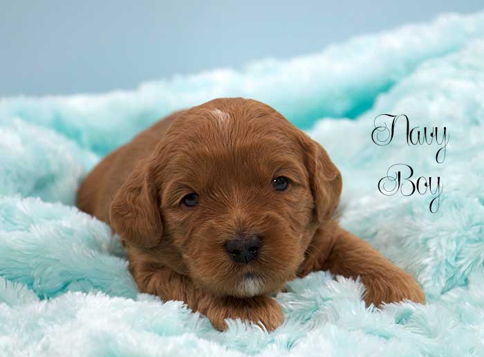 Navy Boy  from Lizzie and Rhodie week 3