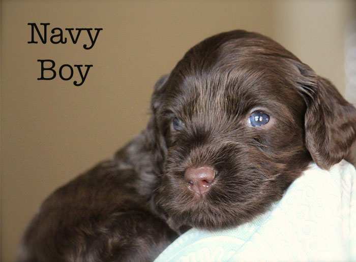 Navy Boy from Lola and AJ week 3