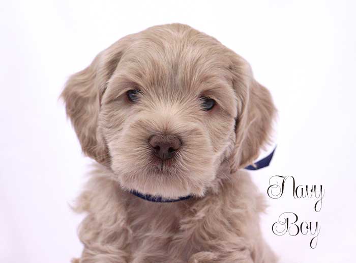 Navy Boy from Lizzie and Dutch week 6