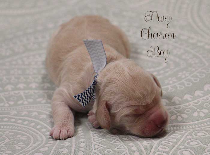 Navy Chevron Boy from Lola and Skeeter week 1