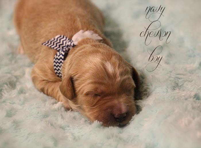 Navy Chevron Boy from Rosie and AJ week 1