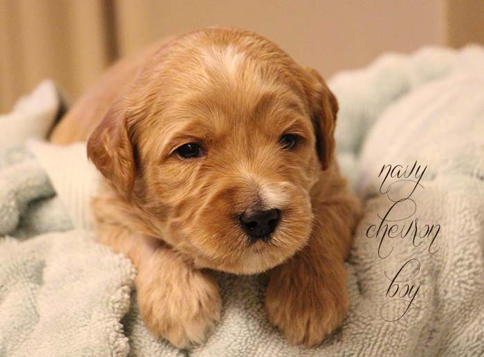 Navy Chevron Boy from Rosie and AJ week 3