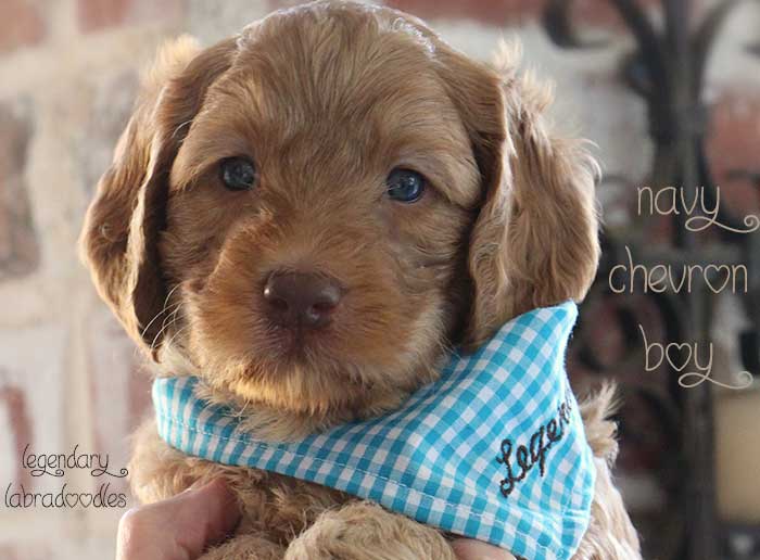 Navy Chevron Boy from Georgy and Ben week 5